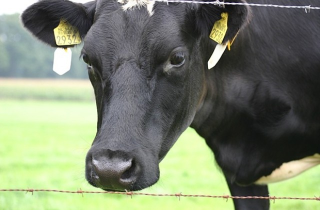 Дива и красива крава избира животновъдно изложение в Маджарово
