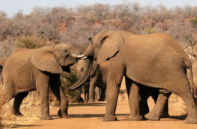 Слонове играят поло