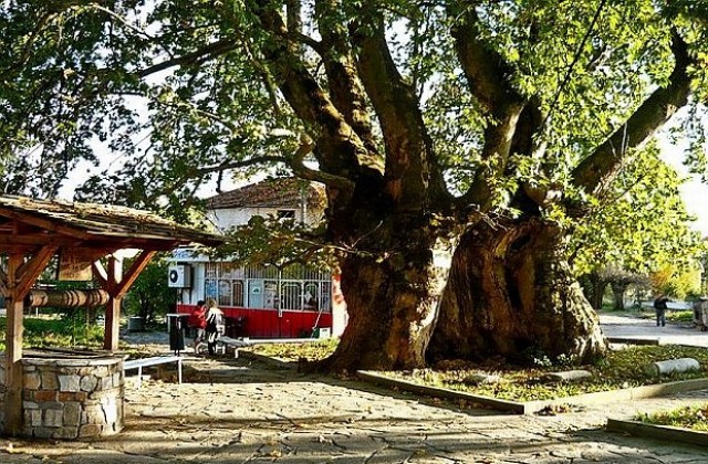 Подкрепете  шествековния чинар от с. Гърмен за европейско дърво на годината