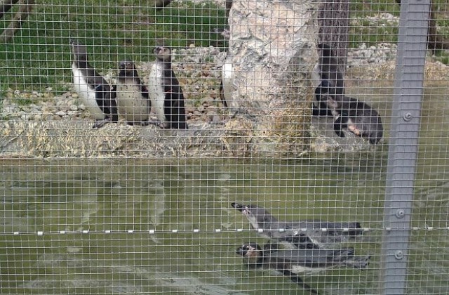 Пингвини ще заживеят в Софийския зоопарк