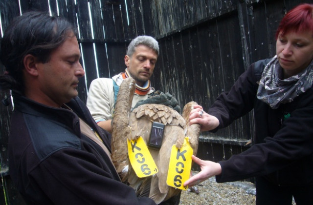 Фрида отново на свобода