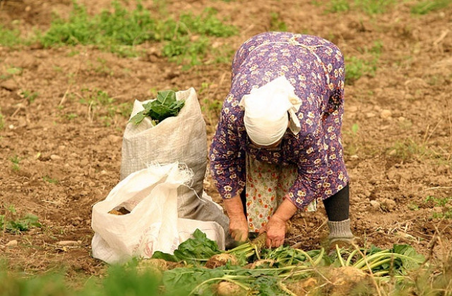 Кметове искат затягане на мерките за опазване на реколтата по селата