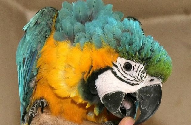 Пияни папагали падат от небето в Австралия