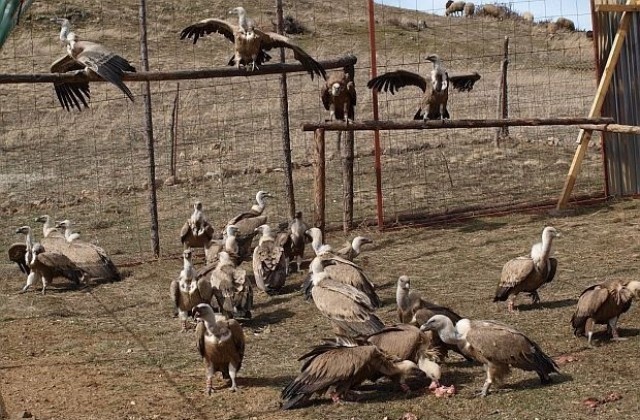 25 белоглави лешояда идват от Испания в с. Ракитна