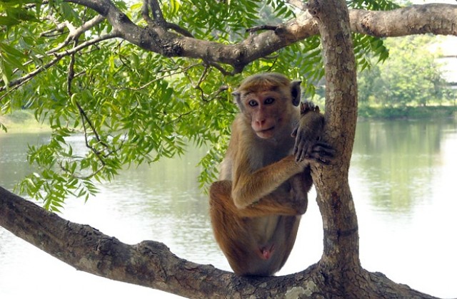 Женските маймуни са по-умни от мъжките
