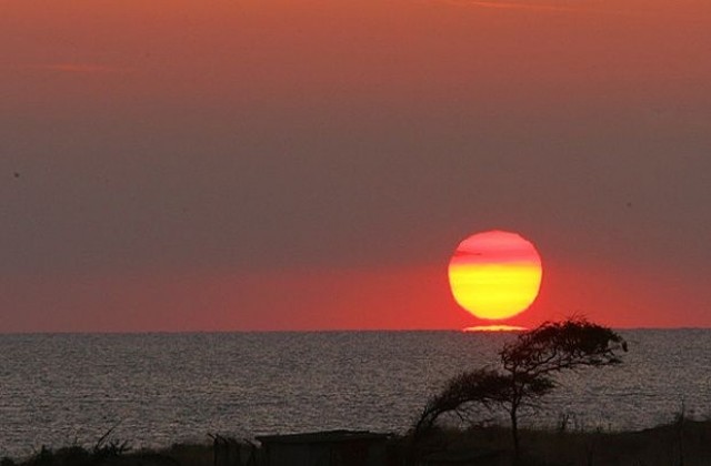 Тревожни данни за изчезнали видове и голяма популация на рапани и делфини в Черно море