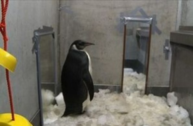 Пингвинът Веселите крачета бе пуснат обратно в океана