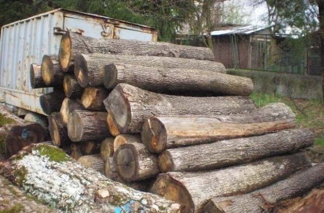 Инспекцията по труда установи 197 нарушения в дърводобива