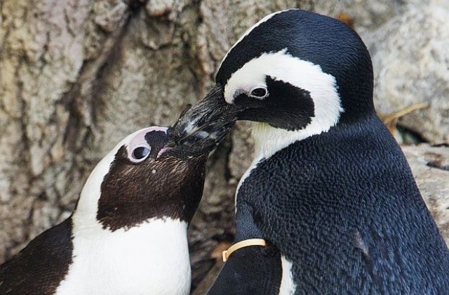 Забранената любов на два пингвина