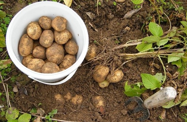 Във „Владиславово” искат да си садят картофи и пипер между блоковете