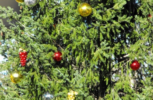Стара Загора ще има Коледна елха на децата от Европа