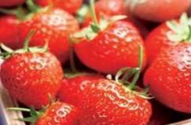 Търсят се здрави жени за бране на ягоди в Испания