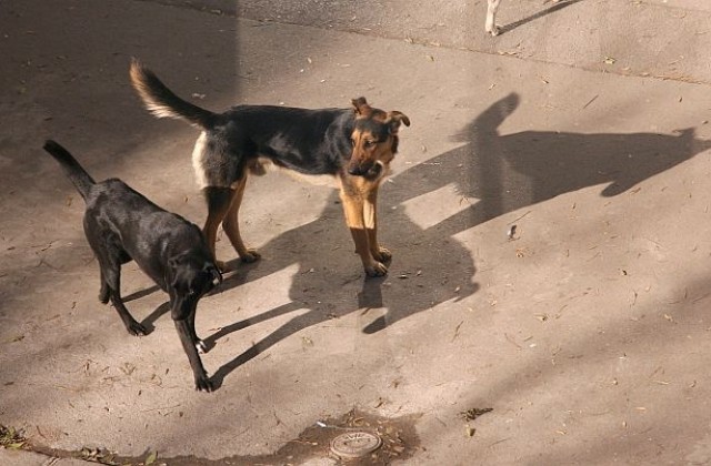 Подлагат на ударна кастрация половината бездомни кучета в София