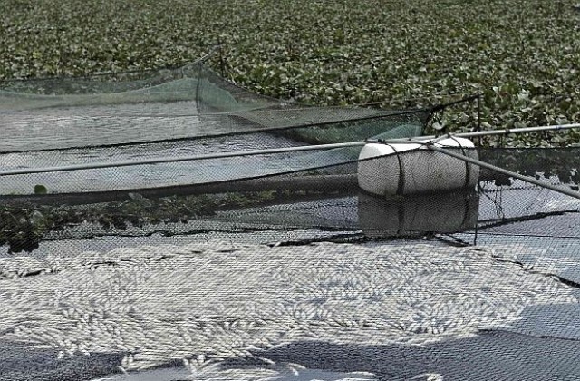 20 тона кадмий са попаднали в китайска река, твърдят експерти