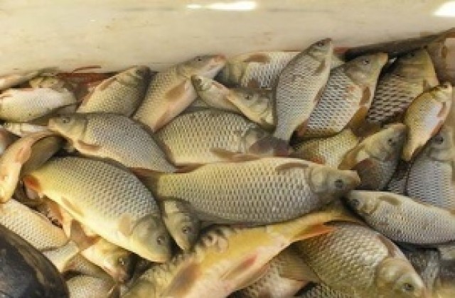 Замразена риба с неясен произход продават в ромската махала в Стралджа