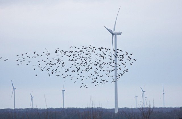 Планират изграждане на ветропарк, заплашващ застрашен птичи вид