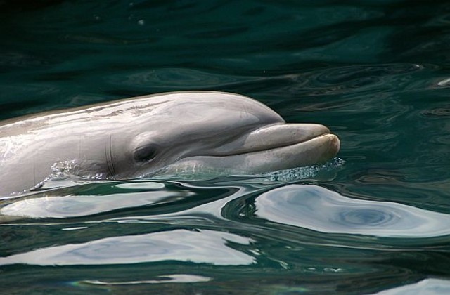 Делфини в леден капан в Азовско море