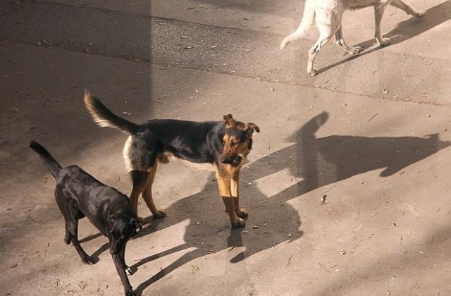 Неправителствени организации пречат на залавянето на бездомни кучета в „Малинова долина