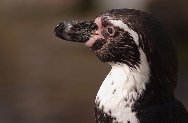 Похитиха пингвин от аквапарк в Австралия