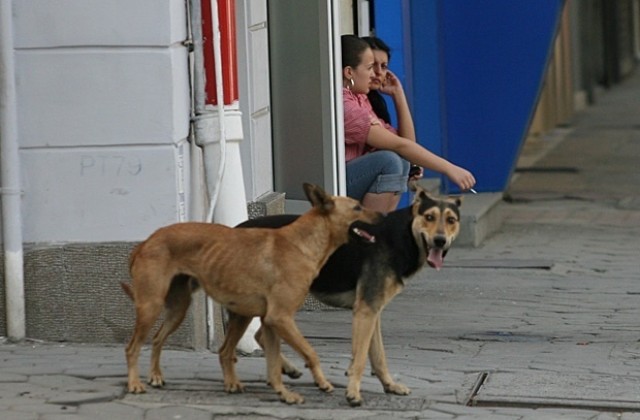 Около 35% от уличните кучета в София са от строителни обекти и паркинги