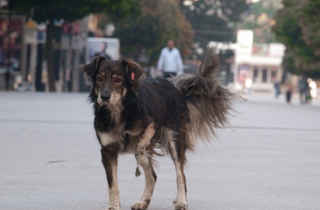 Варна се сдоби с нова програма за бездомните кучета
