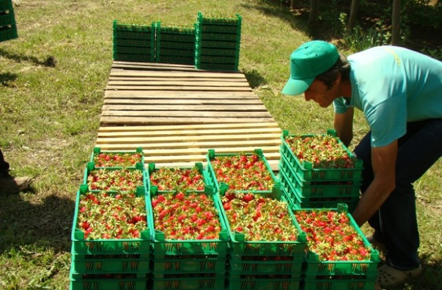 Празник на ягодата в Боровци