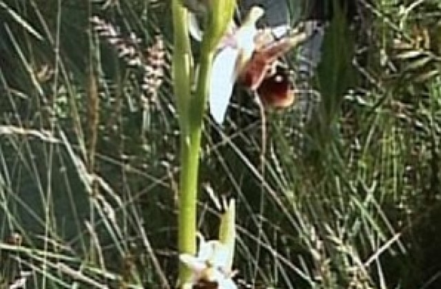 Еколози откриха 16 вида редки орхидеи в Казанлъшко