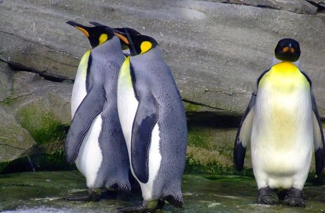 Изследовател шокиран от сексуалността на пингвините