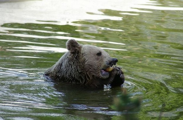 Водопади ще разхлаждат мечките в Парка край Белица