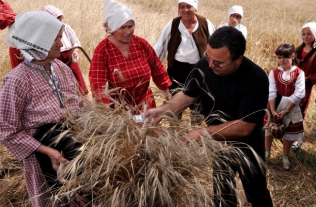 Диво жито „лимец” ще жънат в Крайдунавска Добруджа