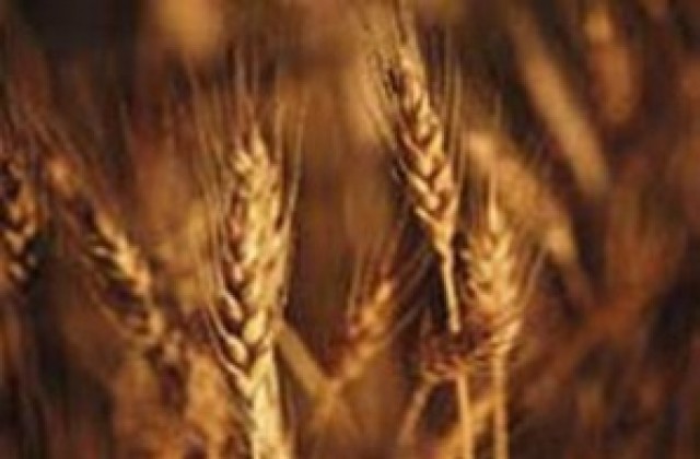 400 кг от декар пшеница са първите добиви във великотърновско