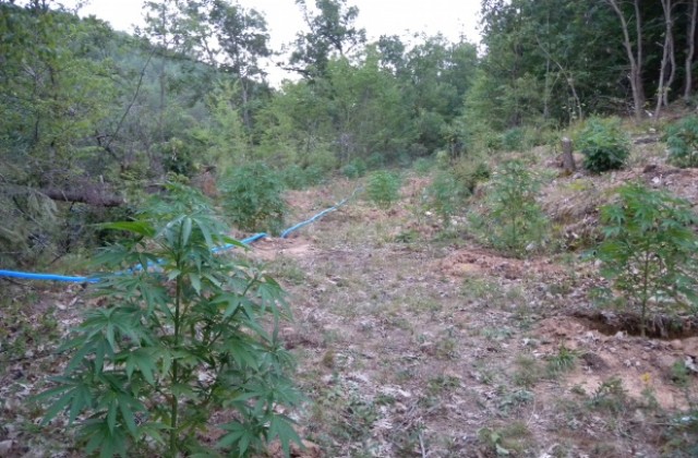 Полицаи откриха нива с 47 растения канабис