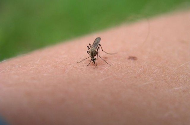 Още няма доказателства за любимата кръвна група на комарите