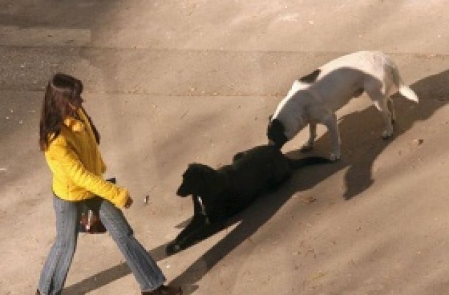 Инфраструктурните проблеми и бездомните кучета тормозят софиянци