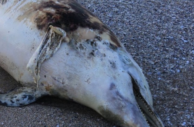 Намериха мъртъв делфин на плажа, от институциите си били пас