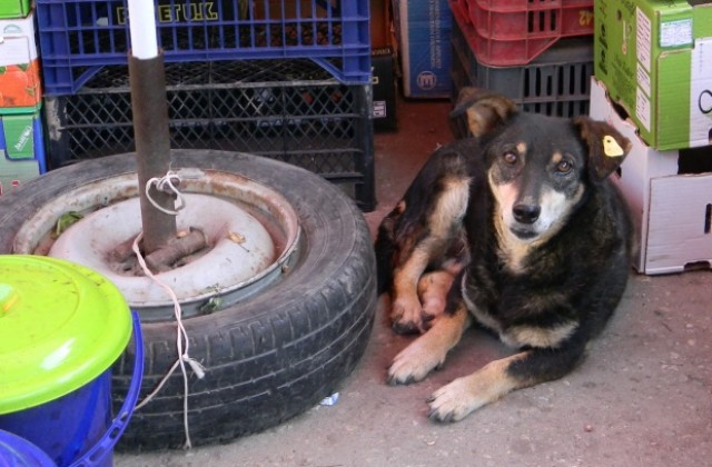 В Г. Оряховица ловят бездомни кучета по сигнали на граждани