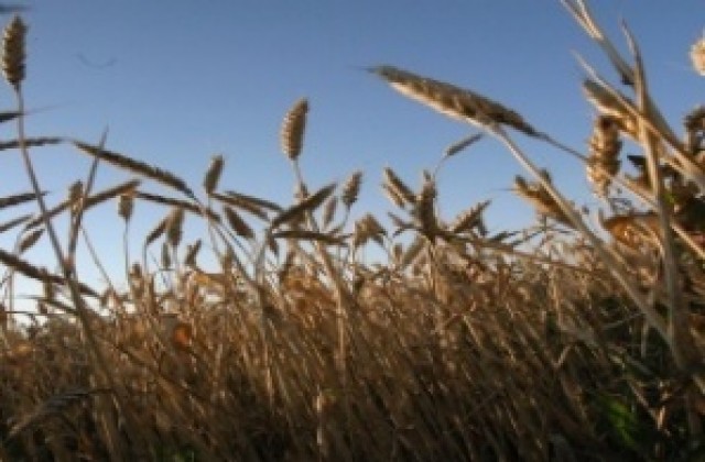 Пшеницата продължава да поскъпва на световните пазари