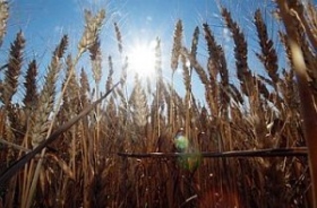 Прогнозират 3,9 млн. тона пшеница от реколта 2012