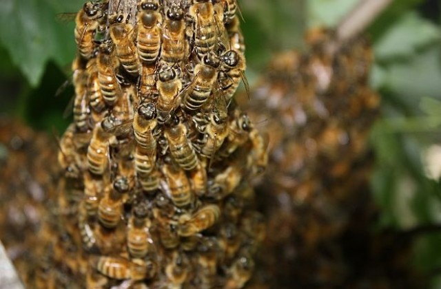Нюйоркчанин гледа в апартамента си 3 млн. пчели
