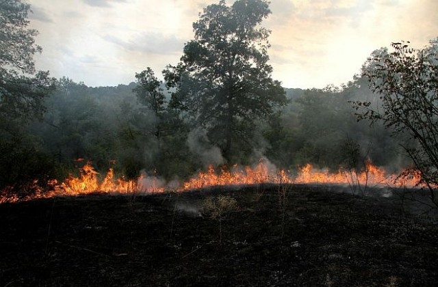 90 000 дка горски площи са изгорели при пожари в страната