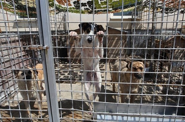 Отрова за бездомни кучета се слага на детски площадки, алармират защитници на животни