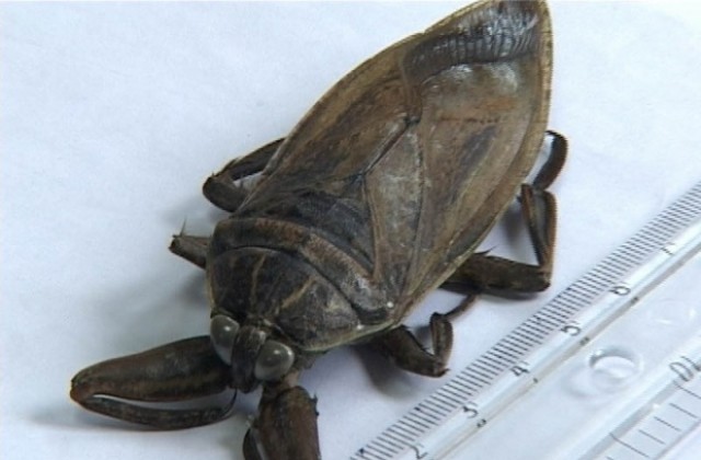 Откриха гигантска хлебарка в Казанлък