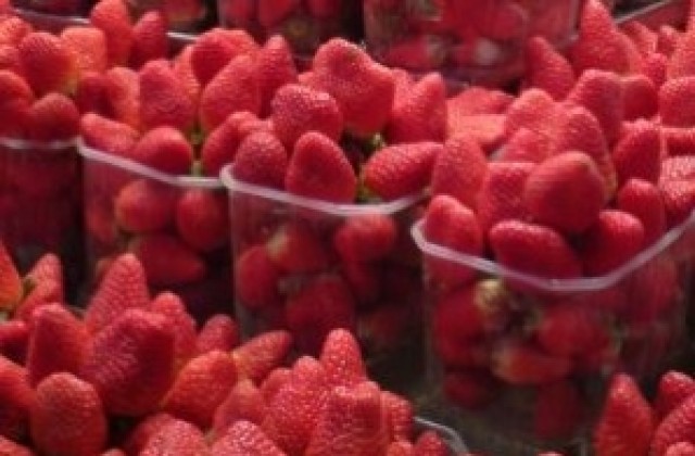 Търсят 200 берачки на ягоди за Испания