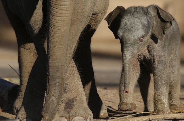 Бракониери направиха 2012 г. смъртоносна за носорозите и слоновете в Африка