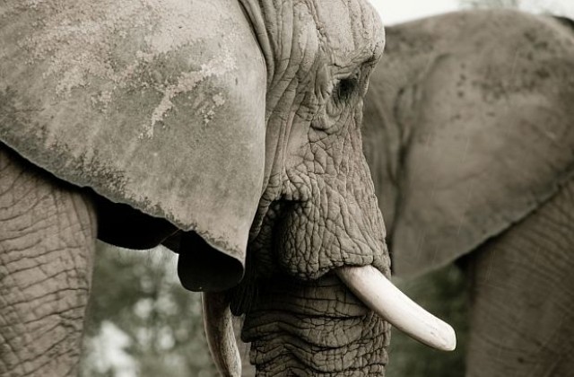 Над 1000 килограма слонски бивни са иззети в Хонконг