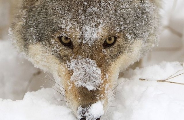 Извънредно положение в Якутия заради вълци