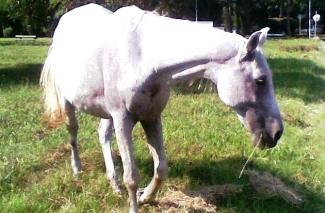 Продадоха за 290 лева атракцията на Бузовград – коня Камен