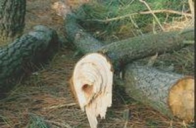 ОС Кюстендил предостави дървесина за нуждите на 7 села