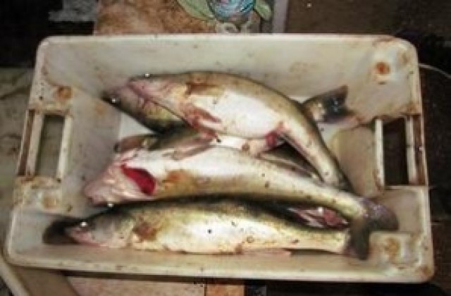 Иззеха 26 кг незаконна риба от търговски обект в Димитровград