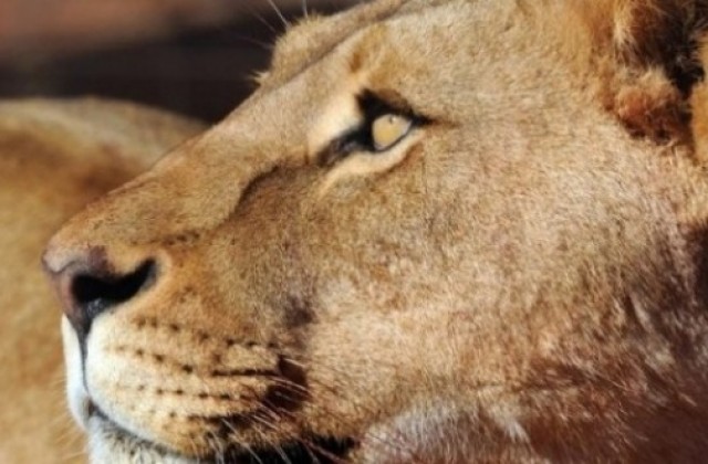 Издъхна лъвицата, подарена на Сараево от Варненския зоопарк